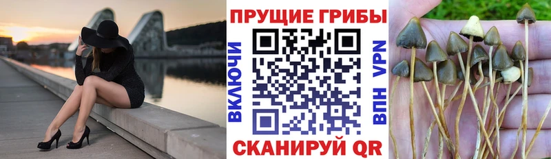 где найти Махачкала Псилоцибиновые грибы MAGIC MUSHROOMS